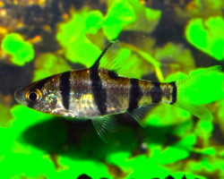 Desmopuntius Hexazona S