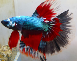 Betta Splendens Halfmoon Dragon Maschio Xl