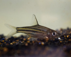 Striuntius Lineatus M/L