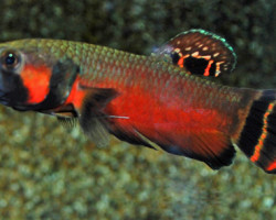 Betta Macrostoma  Xl