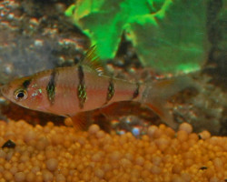 Desmopuntius Pentazona S
