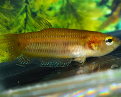 Betta Edithae L