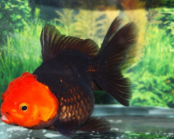Car. Aur. Lionhead Black Red Cap