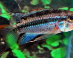 Apistogramma Sp. Jurua M