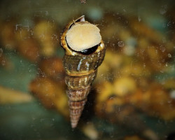 Brotia Herculea M