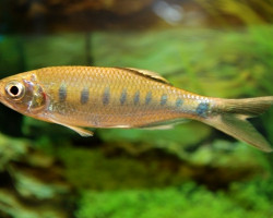 Opsarius Bakeri L