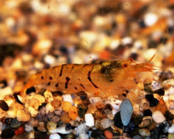 Caridina Serrata L
