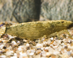 Atyopsis Moluccensis S