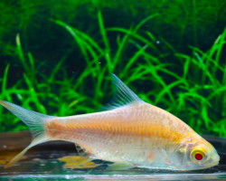 Barbonymus Schwanenfeldii Albino M