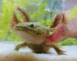Ambystoma Mexicanum  L