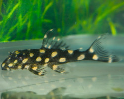 L471 Hypancistrus Sp. M