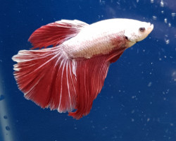 Betta Sp.Halfm. Platinum Red Dragon Maschio  L