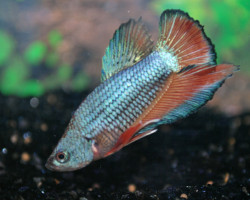 Betta Sp. Plakat Maschio  Xl
