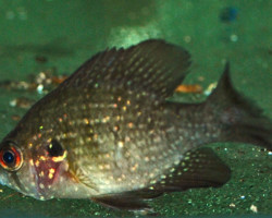 Enneacanthus Obesus
