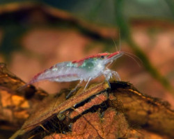 Neocaridina Davidi Wijnhorsti L
