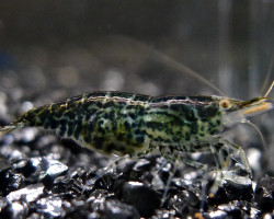 Neocaridina Davidi Green Jade S