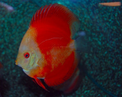 Discus Red Melon White Face M