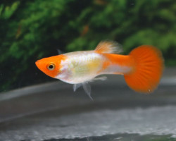 Guppy Koi  M