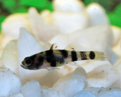 Brachygobius Xanthomelas M