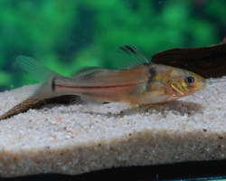 Brachyrhamdia Meesi L