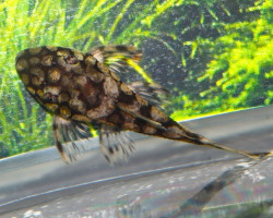 L519 Ancistrus Sp. M