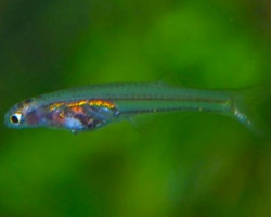 Danionella Translucida S
