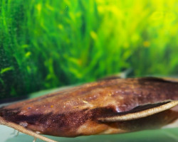 Xiliphius Cf. Lepturus L