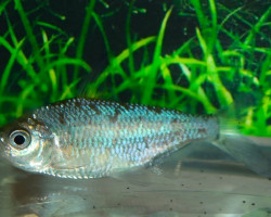 Bryconaethiops Microstoma M