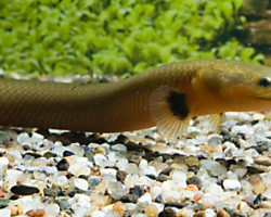 Erpetoichthys Calabaricus S