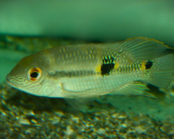 Aequidens Diadema L