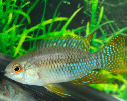 Laetacara Curviceps L
