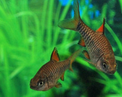 Capoeta Oligolepis S/M