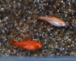 Puntius Titteya Albino Xl