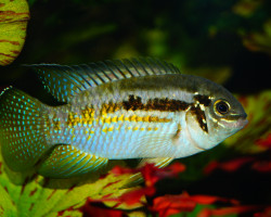 Laetacara Araguaiae S