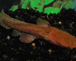 Chaca Bankanensis M