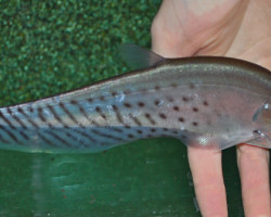 Chitala Blanci (30Cm) Show