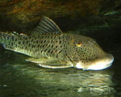 L187A Chaetostoma Sp.  S