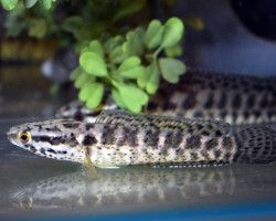 Channa Punctata S/M