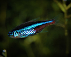Paracheirodon Simulans S