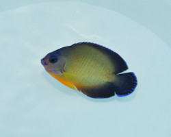 Centropyge Bispinosa (Fiji) M