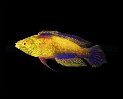 Cirrhilabrus Rhomboidalis (Maschio) M