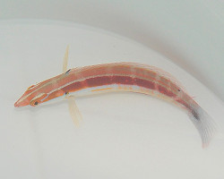 Coris Caudimacula M
