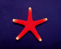 Fromia Millepora M