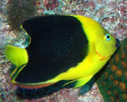 Holacanthus Tricolor M