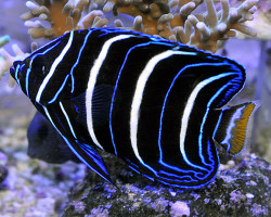 Pomacanthus Chrysurus (Juvenile) S