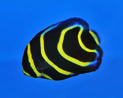 Pomacanthus Zonipectus - Allevato Europa Ml