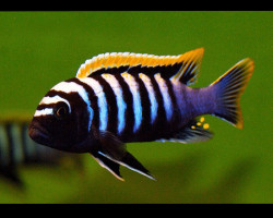 Cynotilapia Afra Red Top Likoma 3,5-4 Cm