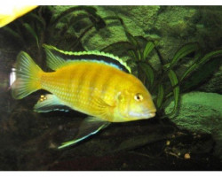 Labidochromis Sp. Yellow 3Cm