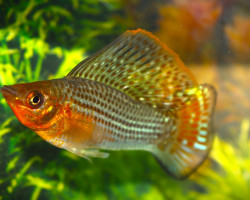 Mollie/Poecilia Velifera Xl
