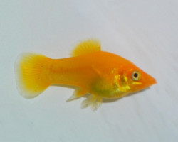 P.Sphenops Gold Dust M
